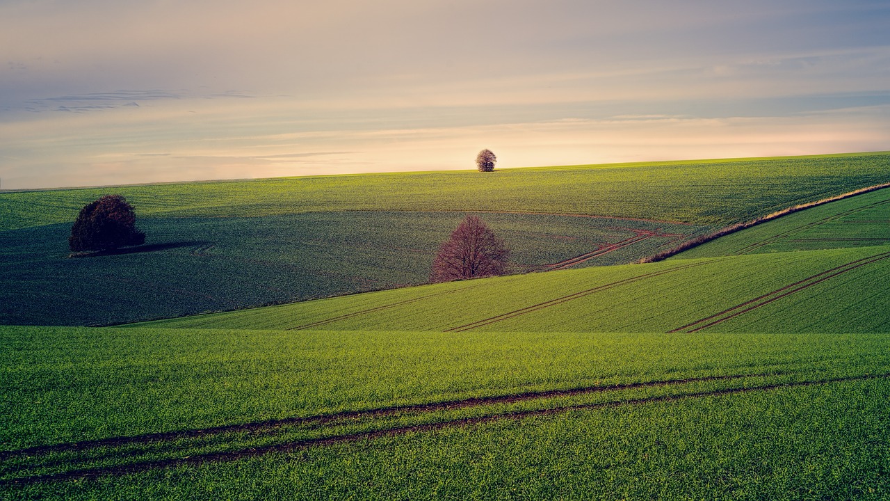 fields, tree, hill